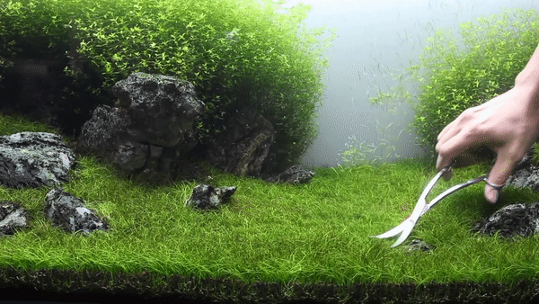 Przycinanie trawy w akwarium 