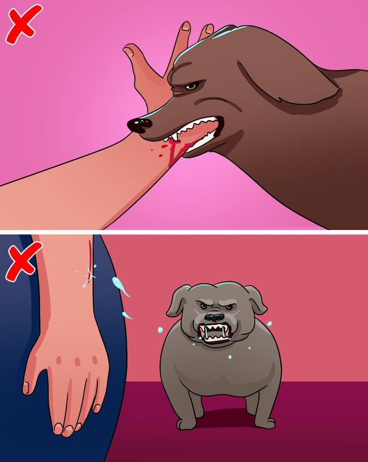 Co robić jeśli pies ugryzie:
