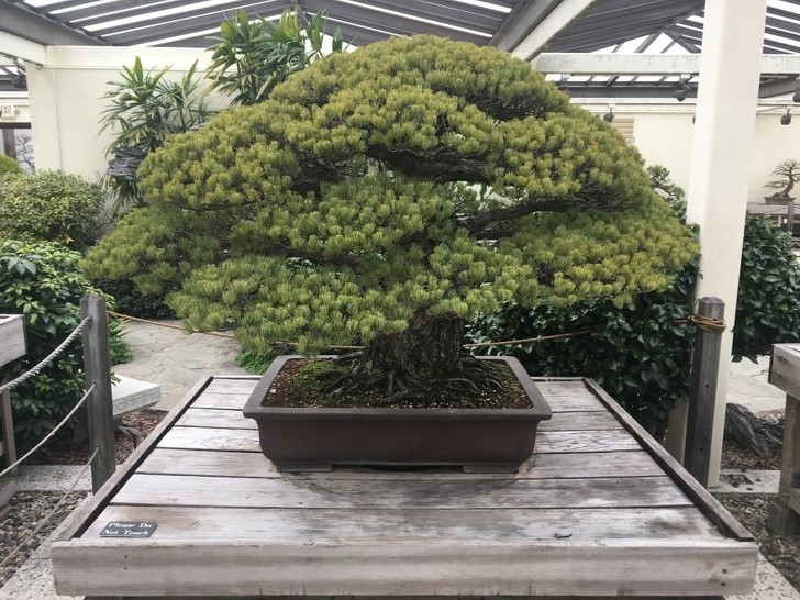 To drzewko Bonsai zostało zasadzone w 1625 roku, przetrwało zrzucenie bomby atomowej na Hirosimę i nadal rośnie 