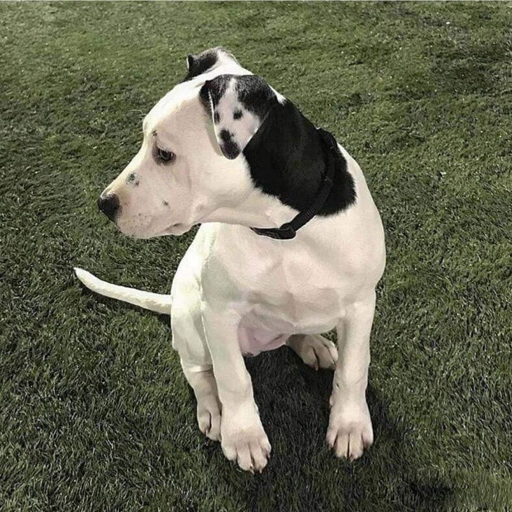 Ten pies ma własną podobiznę na uchu