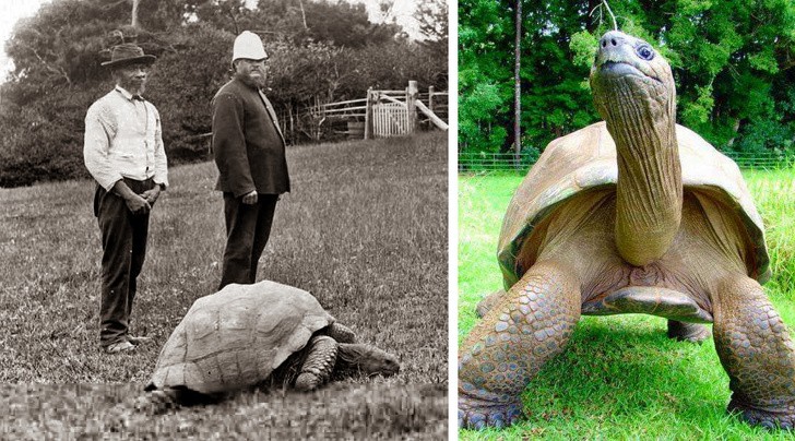 Żółw Jonathan urodzony w 1832 roku, zdjęcie po lewej wykonano w 1902 a po prawej w 2017. Obecnie zwierze ma 186 lat 