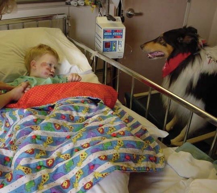 Pies poprawiający nastrój małym pacjentom 