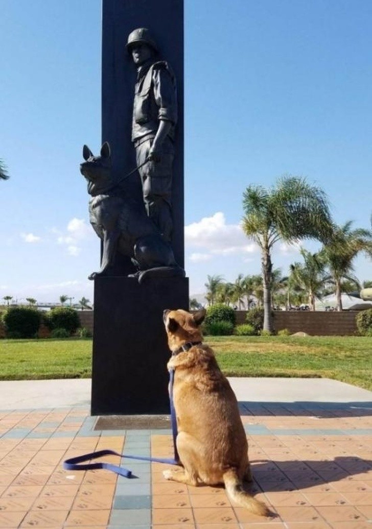 Pomnik poświęcony pamięci psom służącym w wojsku 