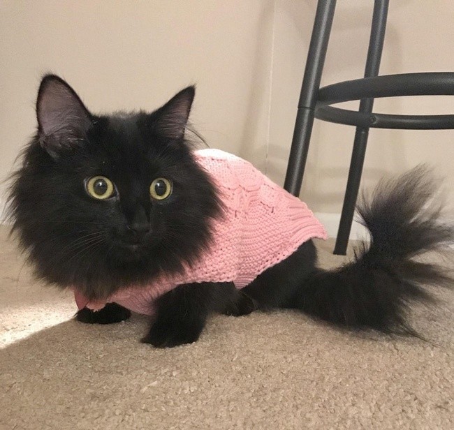 Powiedziałem dziewczynie, żeby nie kupowała swetra dla kota wiec poszła i kupiła sweter dla kota 