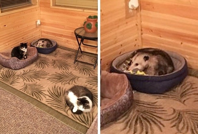Babcia Erica adoptowała 3 koty. Kiedy przyszedł on w odwiedziny, zdał sobie sprawę, że jeden z „kotów” jest w rzeczywistości oposem.