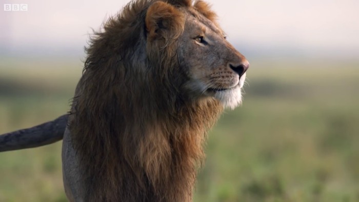 „Podczas dojrzewania, młode lwy zaczynają eksplorować granice terytorium swojego stada” wyjaśnia narrator.