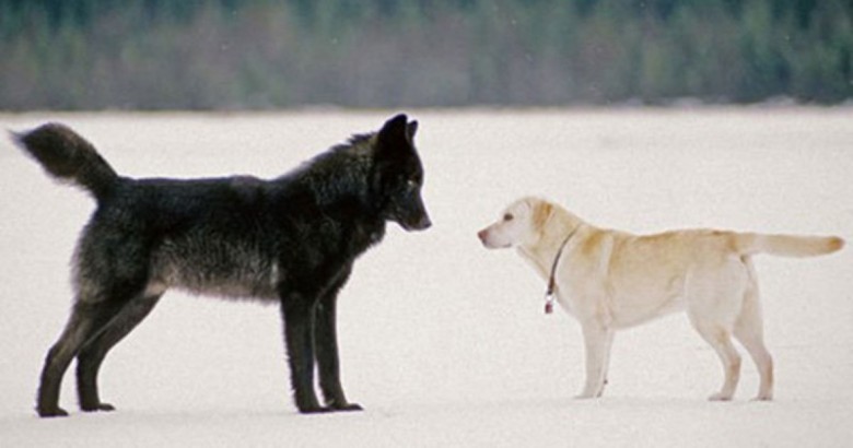 Fotograf był przerażony, tym bardziej, że jego czworonożny przyjaciel podbiegł do wilka!