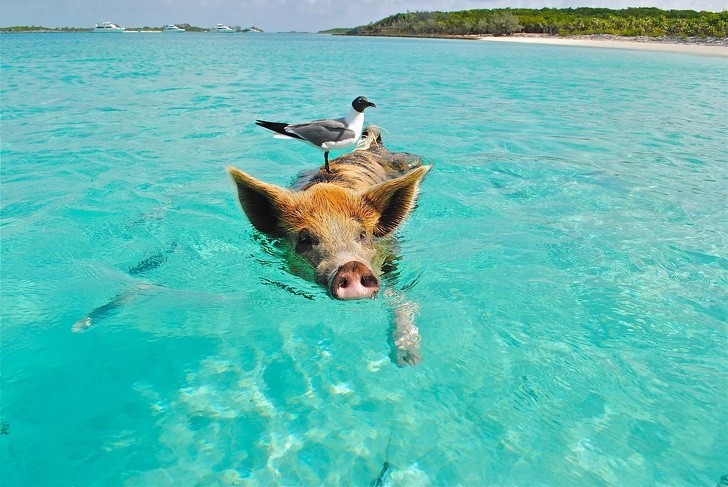 8. Na Bahamach znajduje się wyspa w całości zamieszkana przez dzikie świnie.