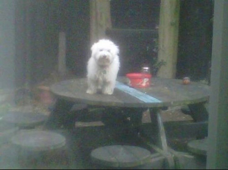 Pies łaził po stole w domu wiec trafił do ogrodu. Pokazał co o tym myśli 