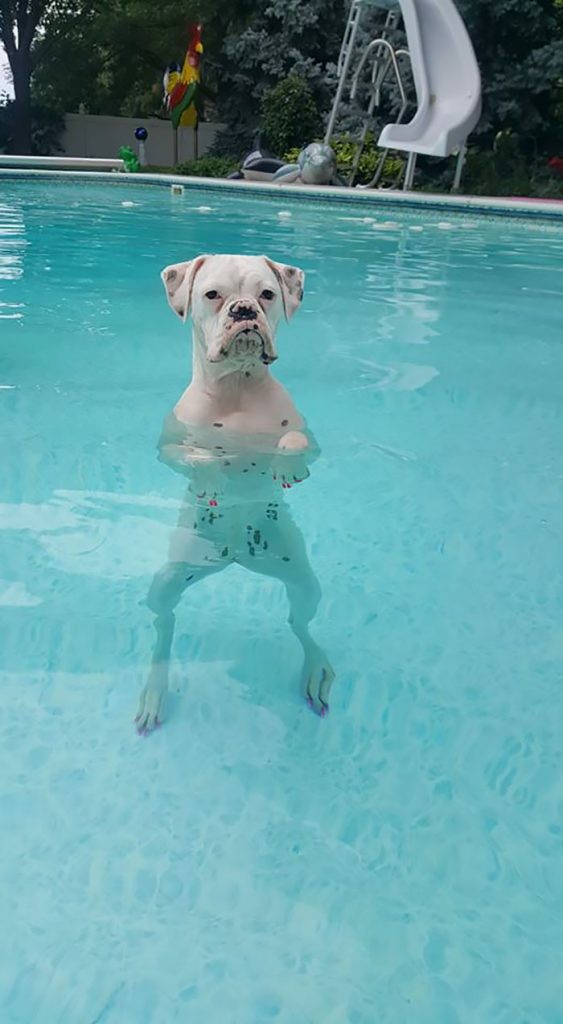 Nasz pies chodzi po basenie na 2 łapach 