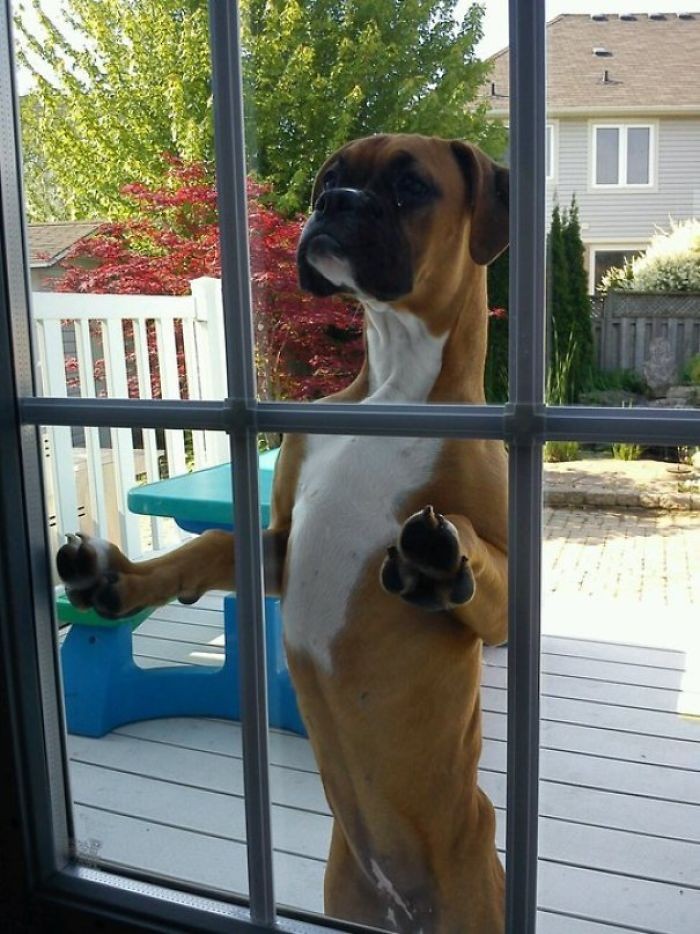 „Bokser naszych sąsiadów zagląda do naszych drzwi i czeka aż wypuścimy naszego psa. Chce się z nim bawić”