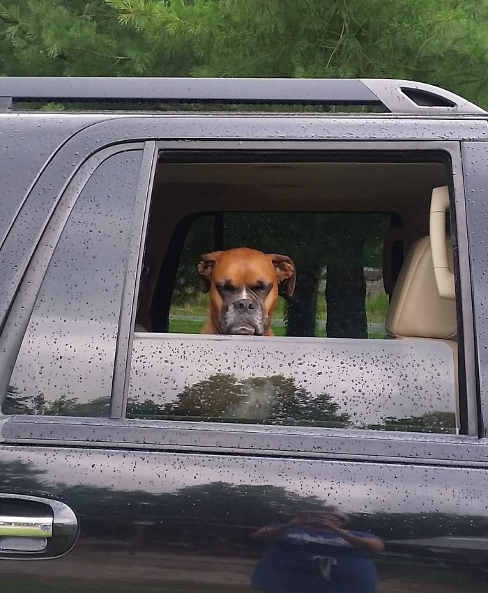 Ten bokser nie jest zadowolony, że czas opuścić psi park