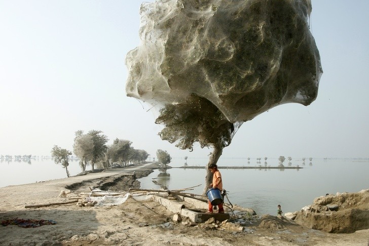 Drzewa po powodzi w Sindh w Pakistanie