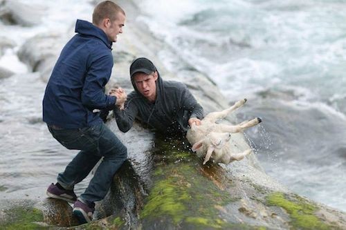 Nastolatkowie z Norwegii uformowali żywy łańcuch, aby wyciągnąć owieczkę z zimnego oceanu