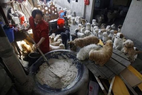 Chiński kucharz poświęca swój czas i gotuje jedzenie dla 140 uratowanych psów