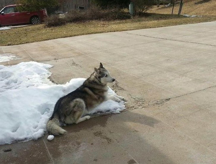 8. „Moi sąsiedzi narzekali, że mojemu psu, który zimą przebywa cały czas na podwórku, jest za zimno. Wysłałam im to zdjęcie.”