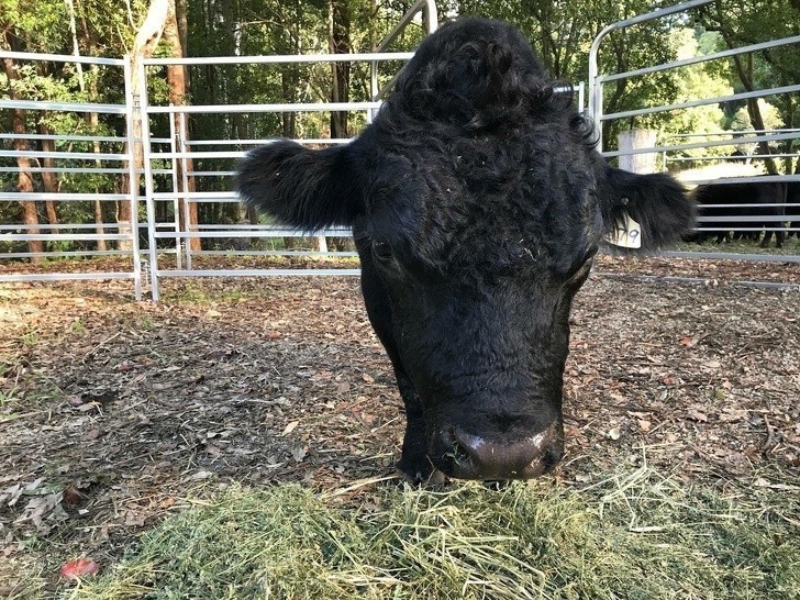 Po prostu krowa je trawę