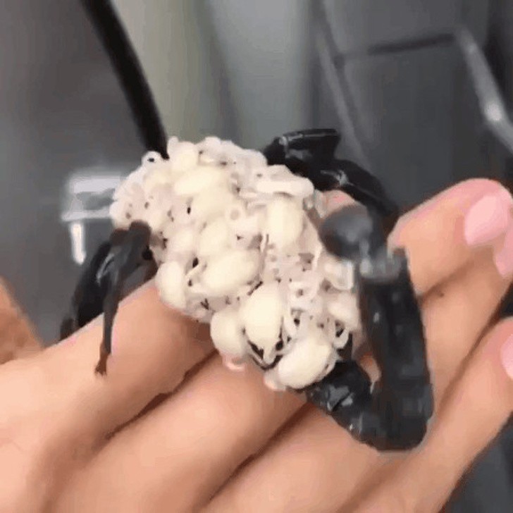 Mama-skorpion niesie swoje dzieci na grzbiecie