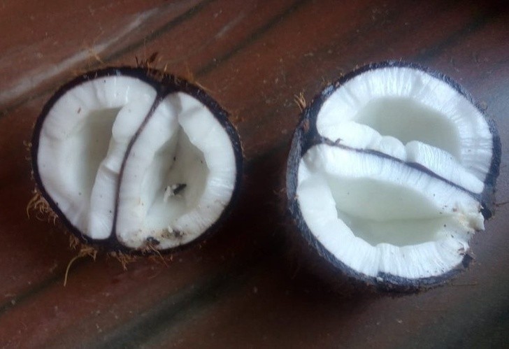 Kto chce podwójnego kokosa?