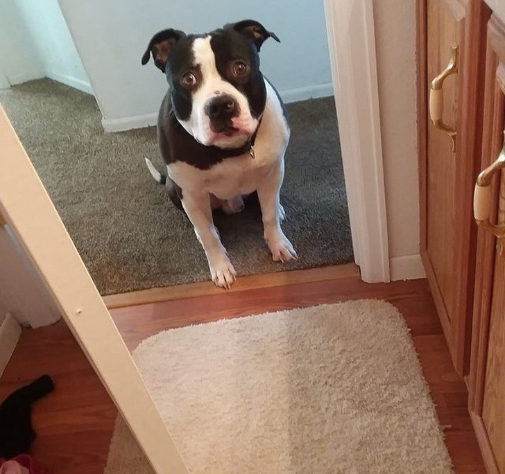 10. Kiedy idziesz do łazienki powinnaś zostawiać uchylone drzwi, żeby twój pies mógł sprawdzić czy wszystko w porządku