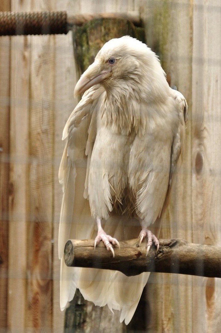 Wrona-albinos