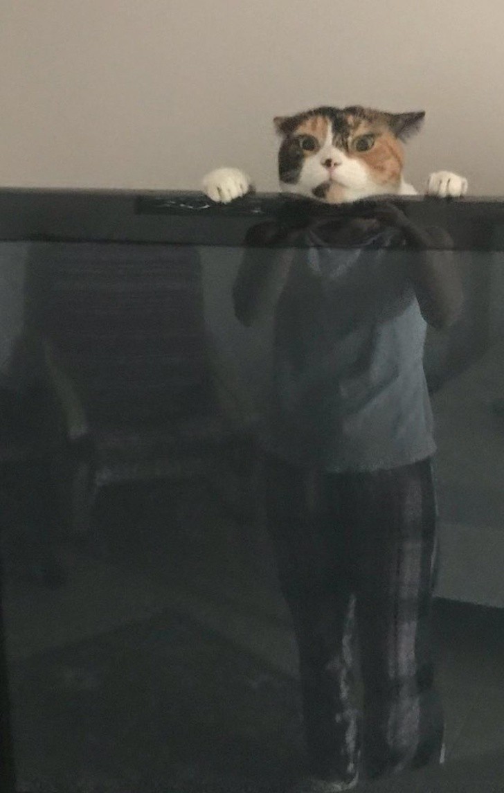 "Moja żona przesłała mi zdjęcie naszego kota bawiącego się za telewizorem."