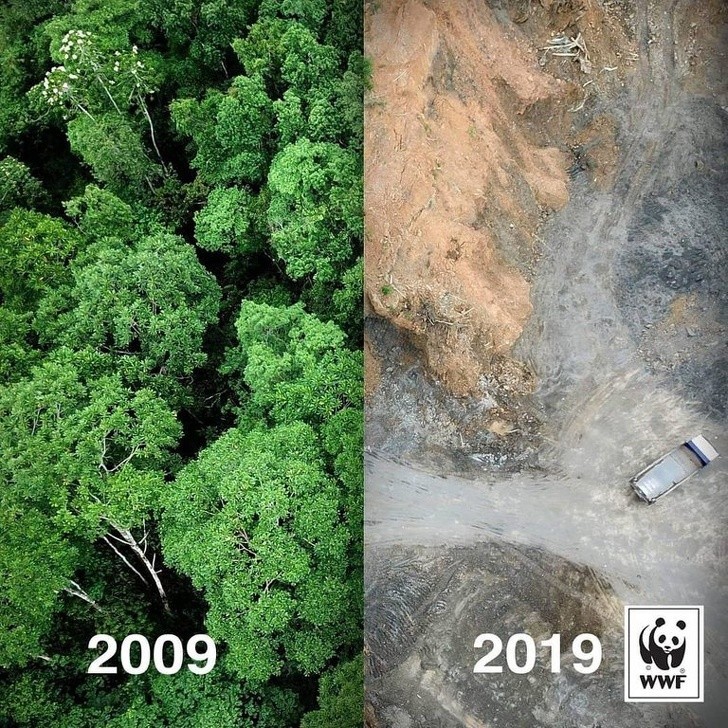 1. Oto co stało się z lasem deszczowym w przeciągu 10 lat.