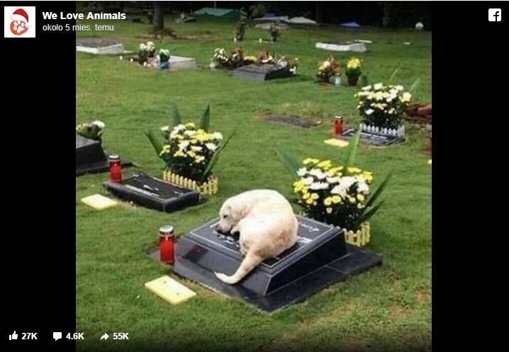 6. Pies śpiący każdej nocy na grobie swojego właściciela