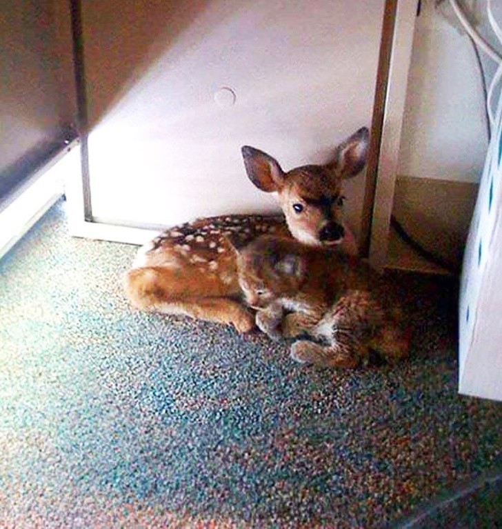 4. Ryś i jeleń znalezione w biurze pod stołem, ukrywające się przed pożarami w Kalifornii