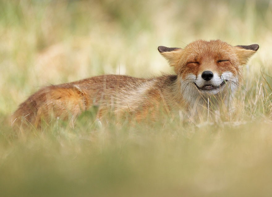 Szczęśliwy lis
