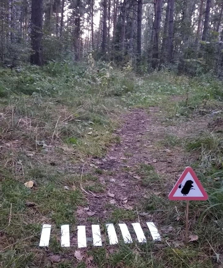 Bonus: przejście dla jeżyków przez leśną ścieżkę 