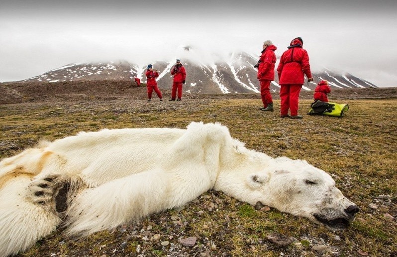 Niedźwiedź polarny, który umarł z głodu