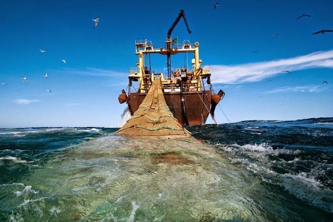 Statek, który wyciąga 120-metrową sieć z rybami u wybrzeży Mauretanii po to, aby wspierać rosnące zapotrzebowanie na żywność
