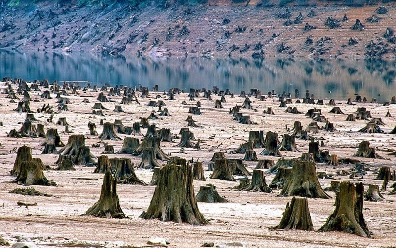 Las wycięty w trakcie budowy tamy w Oregonie (USA)