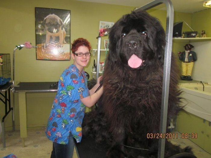 To niedźwiedź! To mamut! Nie, to ogromny pies!