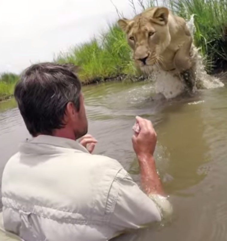 Po latach miał okazję spotkać się z dorosłą lwica którą uratował. 