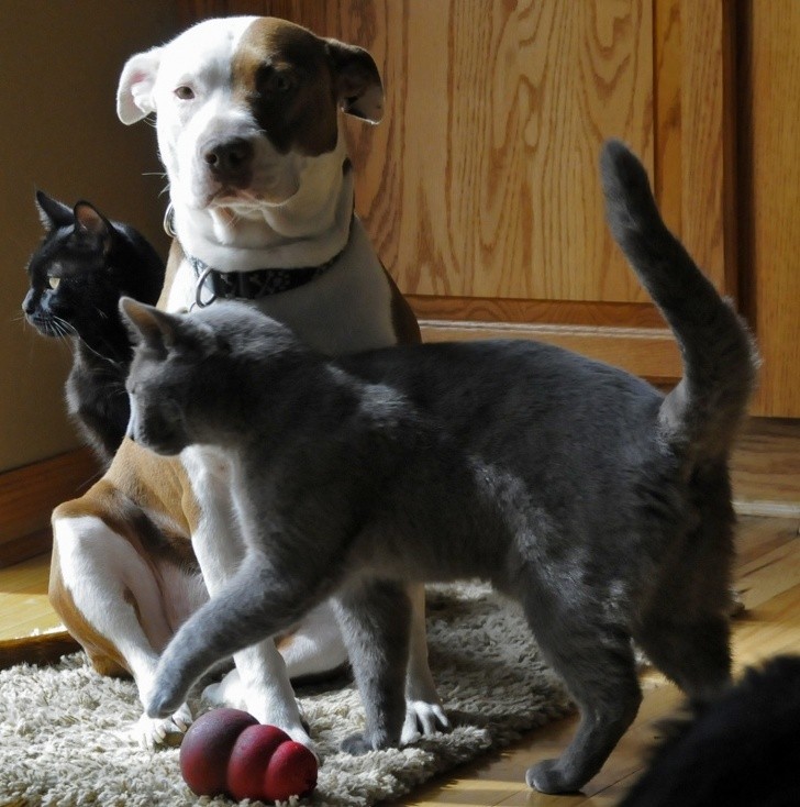 12. Adoptowanie kota w przypadku posiadania agresywnego psa