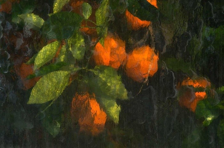 Pomarańcze sfotografowane przez szklany panel szklarni.