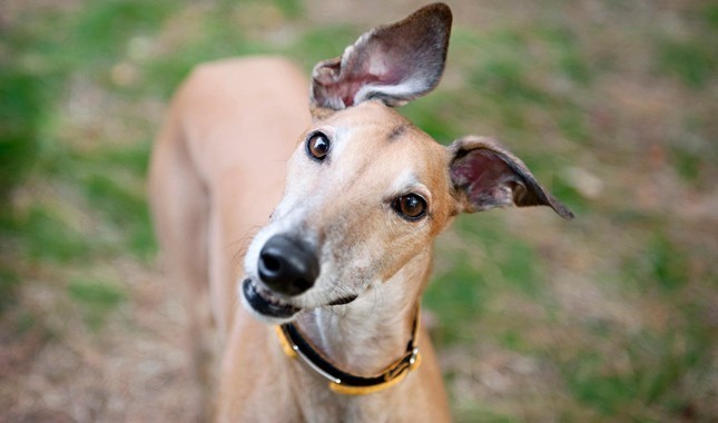 7. Waga - Greyhound