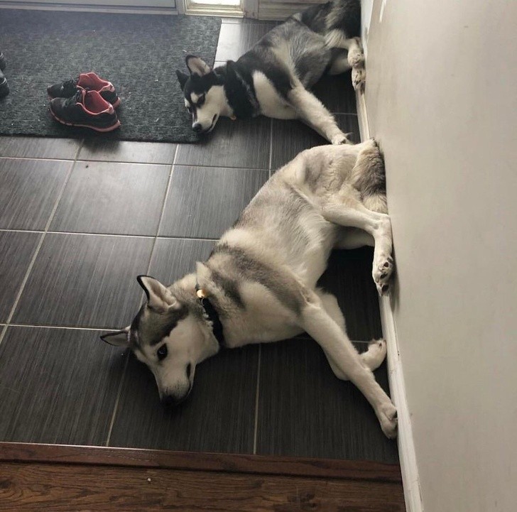 Psy potrafią siedzieć na ścianie!