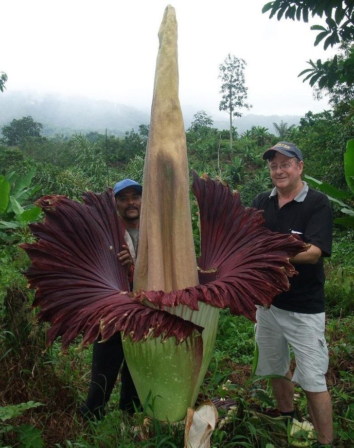 Amorphopallus Titanium to jeden z największych gatunków kwiatów na świecie. Rozkwita raz na 40 lat.