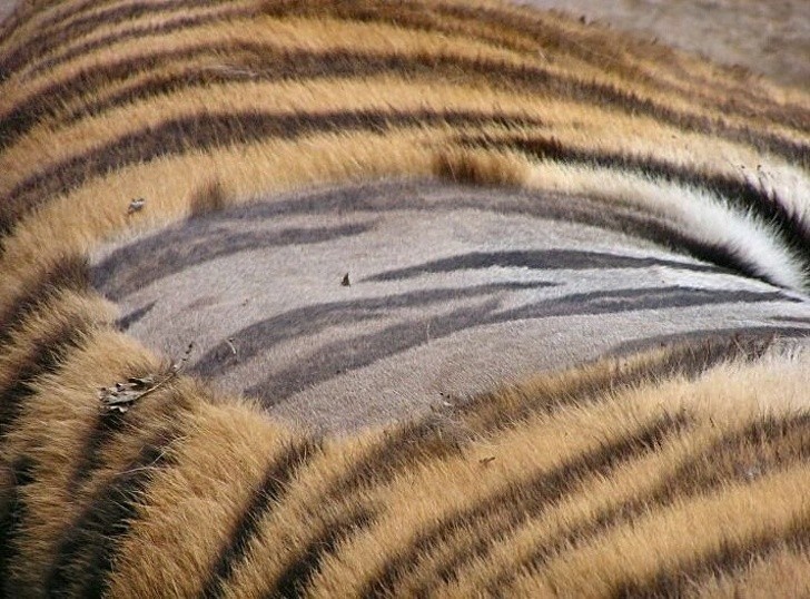 Tak wygląda skóra tygrysa po ogoleniu sierści.