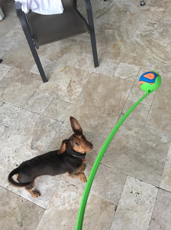 Urządzenie pozwalające rzucać psu piłkę na zdecydowanie większe odległości