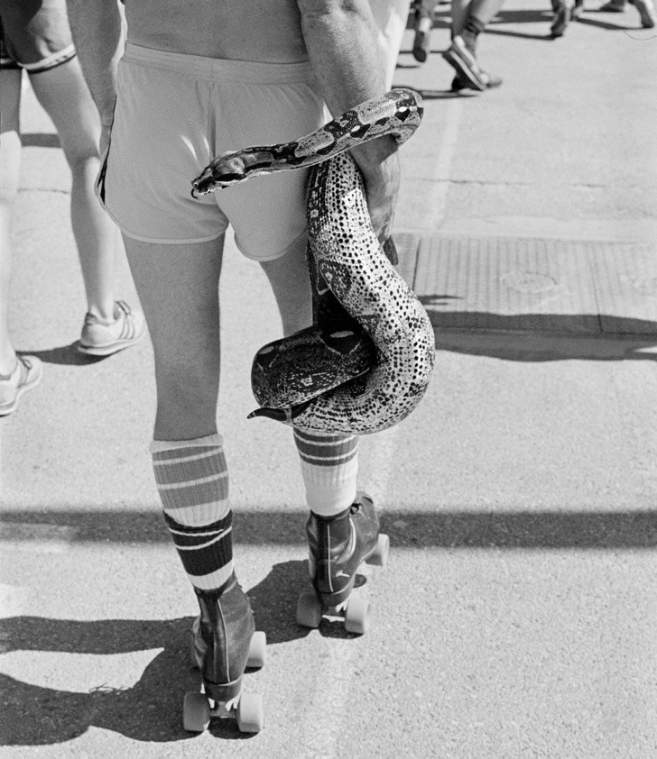 Mieszkaniec Kalifornii wyprowadza swojego pupila na spacer, 1980.