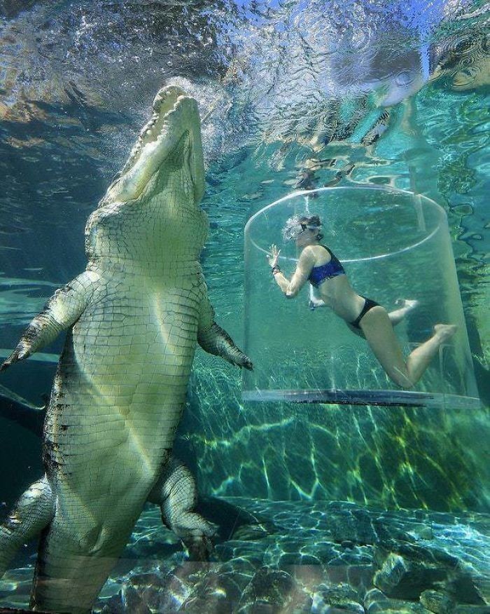 15. Mořský krokodýl