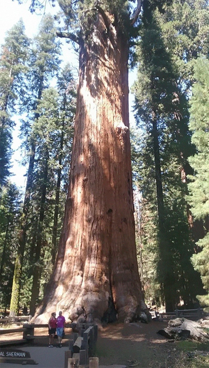 21. Największe drzewo na świecie