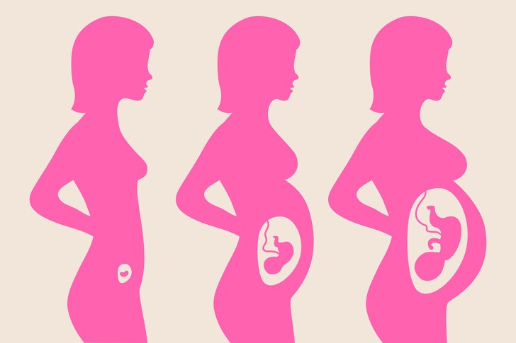 3. Podczas ciąży, macica rozszerza się od wielkości brzoskwini do wielkości arbuza.