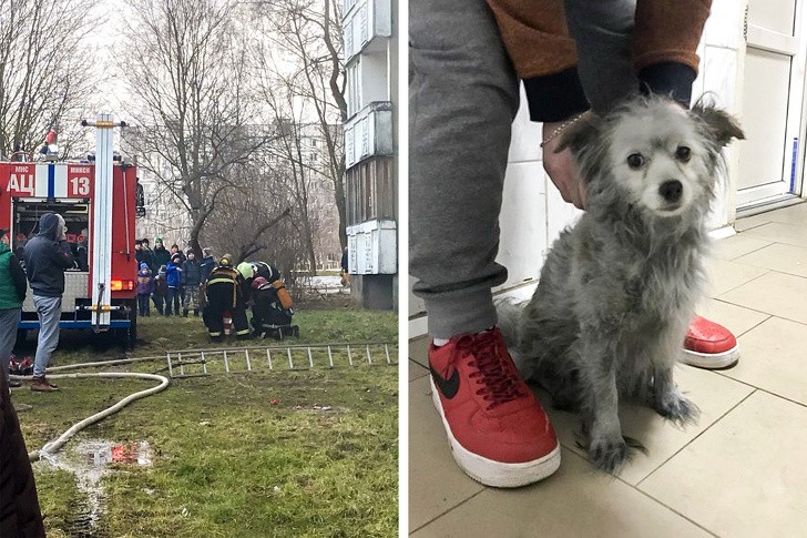 Kiedy strażacy uratowali tego psa z płonącego budynku, nie oddychał on. Na szczęście, udało im się przywrócić funkcje życiowe.