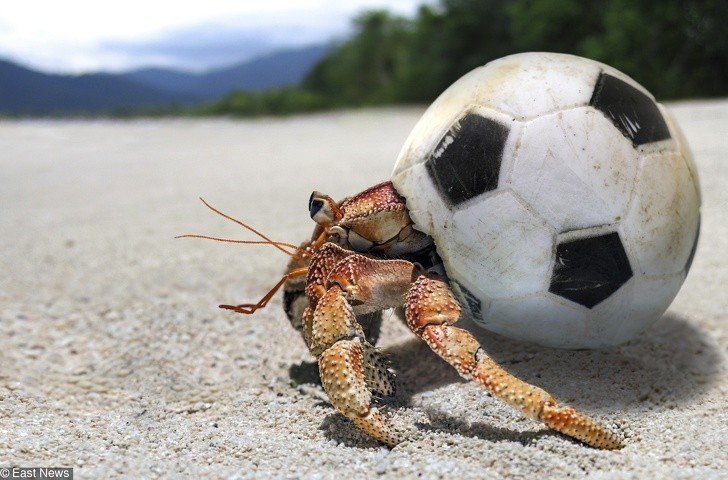 Krab używający piłki jako muszli.