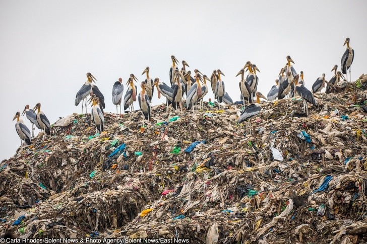 Zagrożone wyginięciem bociany stoją na ogromnych stertach śmieci wyrzuconych w ich naturalnym środowisku.